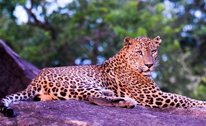 EM Ceylon Tours News